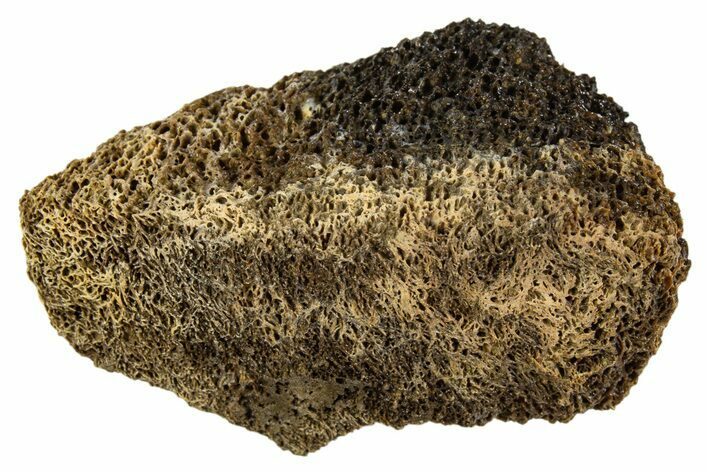 Fossil Tyrannosaur (T rex) Bone Section - Wyoming #342826